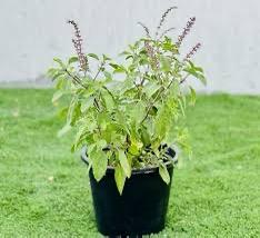Tulsi plant, Ocimum Tenuiflorum, Holy Basil
