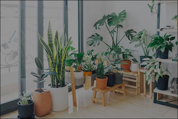 Best Indoor Plants for UAE Climate