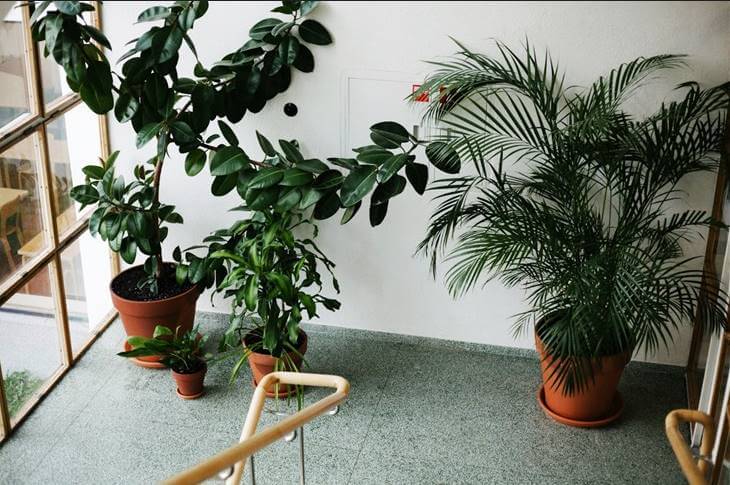 How to Take Care Indoor Plants in Dubai